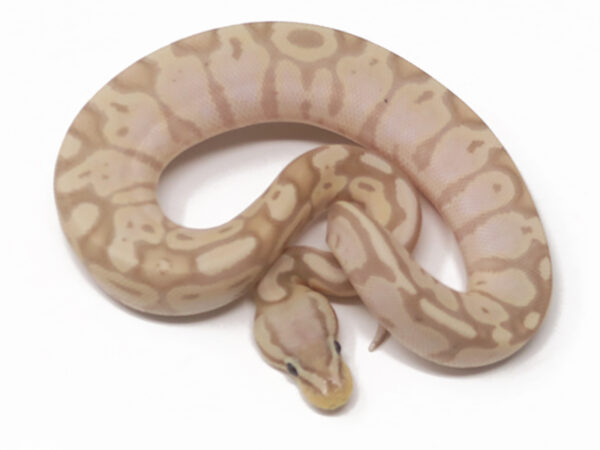 Banana Pastel (Female)