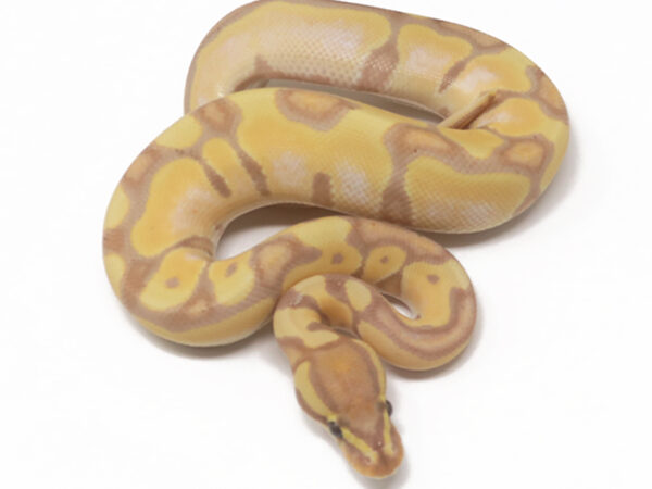 Banana Enchi (Male)