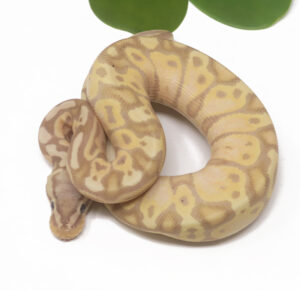 20-9A-Banana-Pastel_2026-300x291 20-9A Banana Pastel_2026