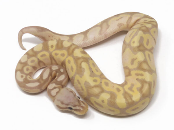 Banana Pastel (Female)