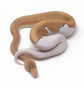 21-10A-Champagne-Black-Pastel-DR_2024_1-290x300 21-10A Champagne Black Pastel DR_2024_1