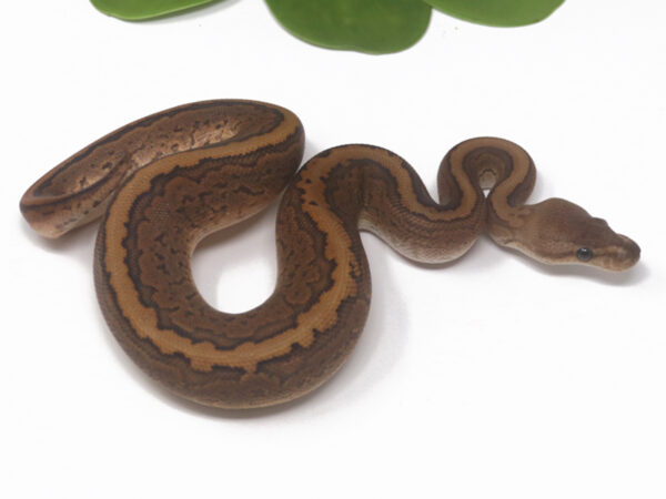 Black Pastel Pin (Male)