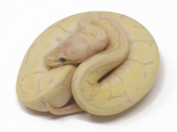 Banana Lemoblast Enchi (Male)