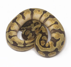 21-13A-Enchi-Calico_2024_1-300x282 21-13A Enchi Calico_2024_1