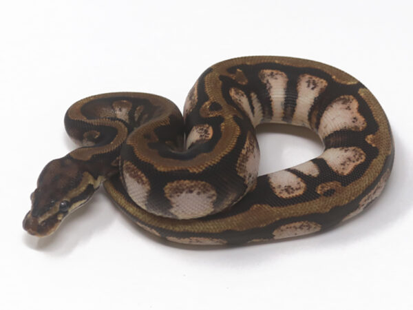 Spotnose Calico (Female)