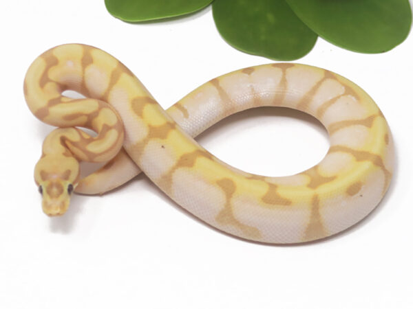 Banana Enchi Spotnose Calico (Male)
