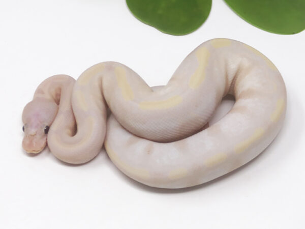 Super Banana Calico (Male)