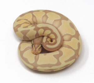 21-15C-Banana-Enchi_2024_1-300x267 21-15C Banana Enchi_2024_1