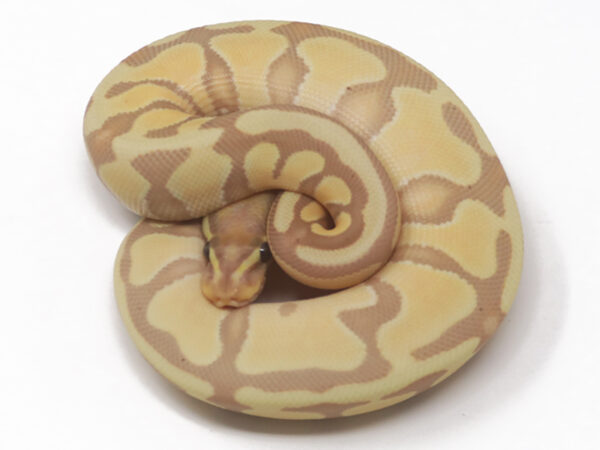 Banana Enchi (Female)