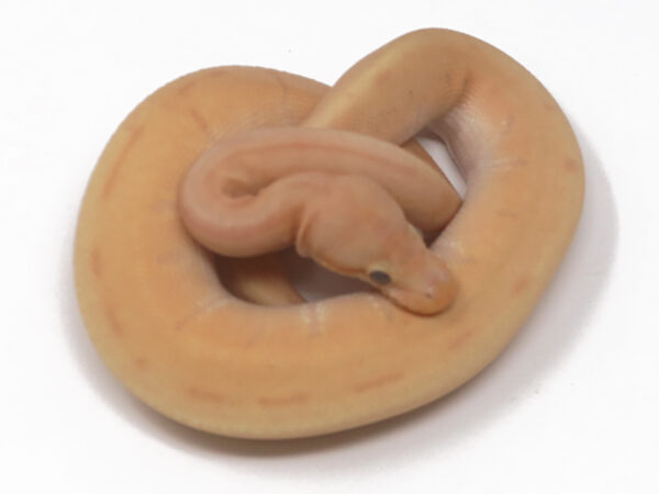 Banana Leopard Enchi Spinner (Male)