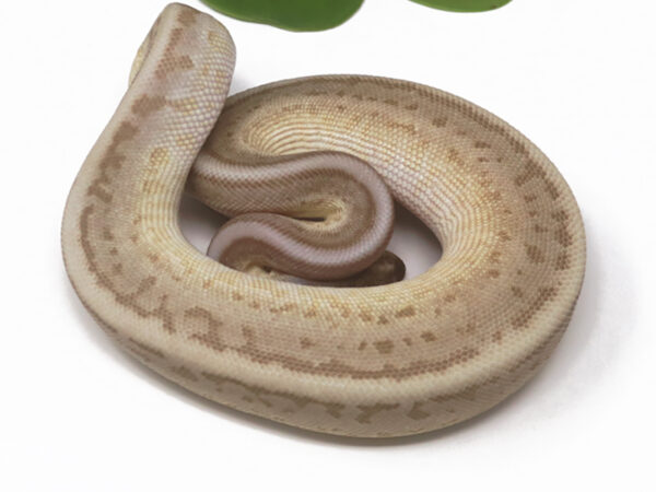 Leopard Soul Sucker Pin (Female)