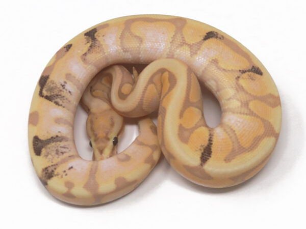 Banana HGW Enchi (Paradox) (Male)