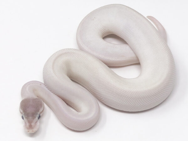 Super Mojave (Female)