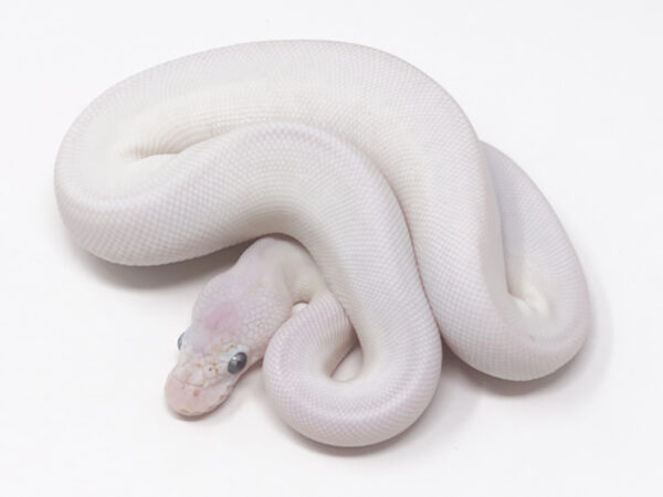 Blue Eye Leucistic (Male)