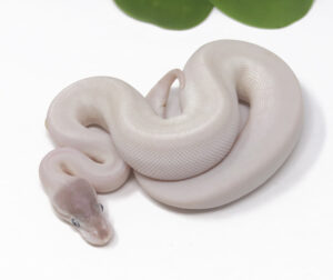 21-3B-Super-Mojave_2024_1-300x252 21-3B Super Mojave_2024_1