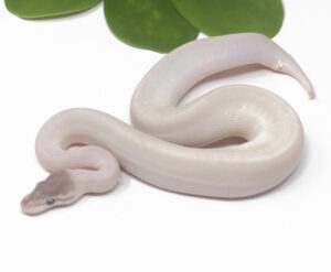 21-3C-Super-Mojave_2024_1-300x247 21-3C Super Mojave_2024_1