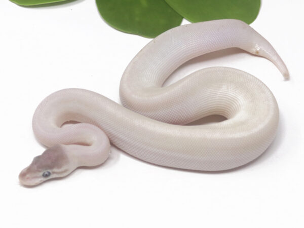 Super Mojave (Female)