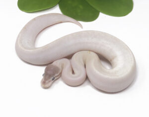 21-4A-Super-Mojave_2024_1-300x236 21-4A Super Mojave_2024_1