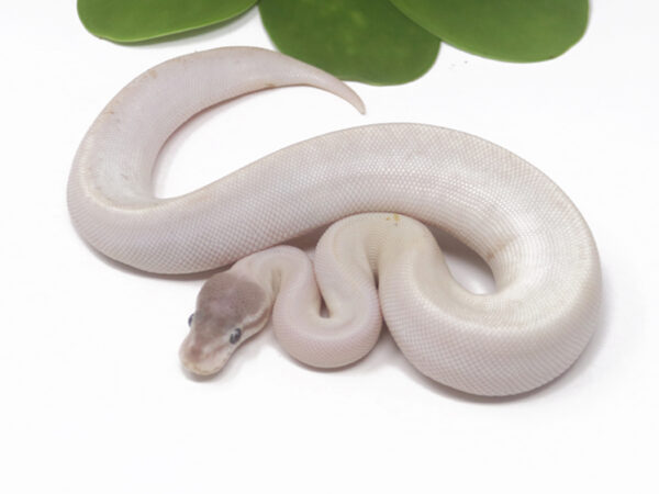 Super Mojave (Female)