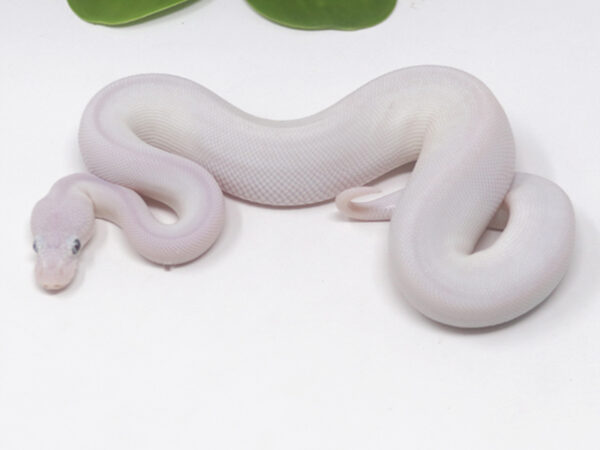Blue Eye Leucistic (Male)
