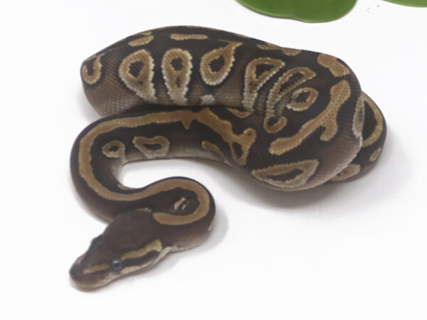 Mojave (Female)
