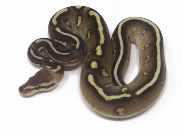 Super Raven Butter (Male)