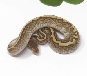 21-7B-Raven-Kingpin_2024_1-300x262 21-7B Raven Kingpin_2024_1