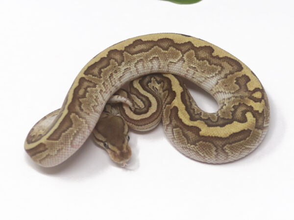 Raven Kingpin (Male)