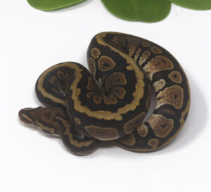 21-8B-Spotnose_2024_1-300x273 21-8B Spotnose_2024_1