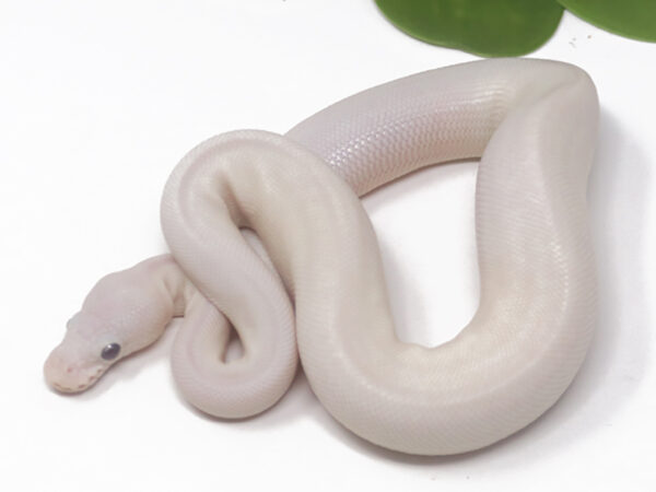 Blue Eye Leucistic (Male)