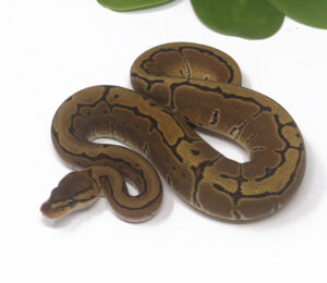 21-9A-Pin_2024_1-300x260 21-9A Pin_2024_1