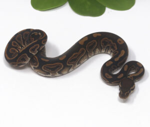 21-9C-Black-Pastel_2024_1-300x254 21-9C Black Pastel_2024_1