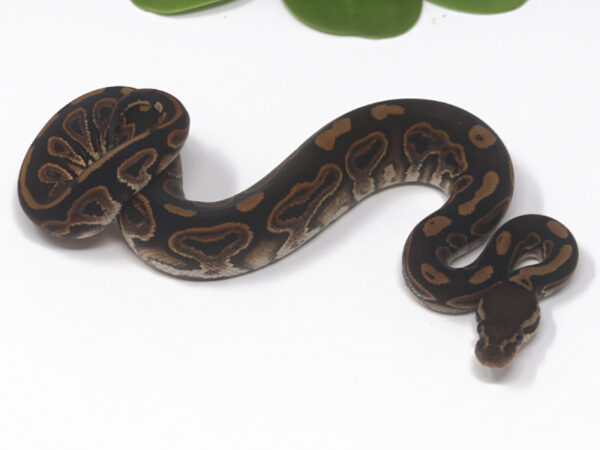 Black Pastel (Female)
