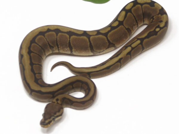 Spotnose Raven (Female)