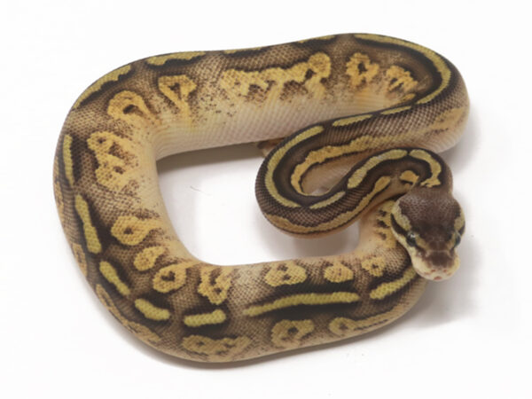 Bongo Pastel (Female)