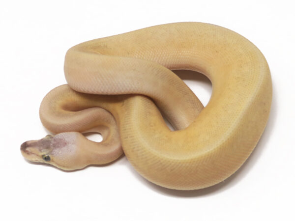 Champagne Bongo Pastel (Male)