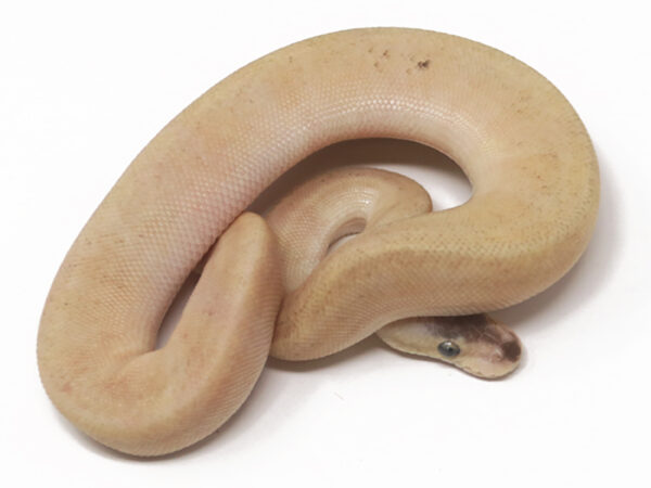 Champagne Bongo Pastel (Male)