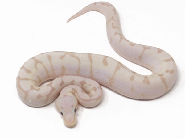 Banana Enchi Bee (Female)