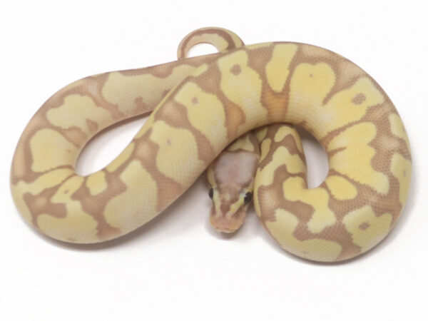 Banana Pastel (Male)