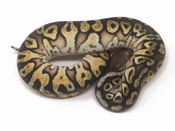 Pastel HGW YB (Male)