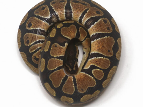 DBH Sunset Clown (Female)