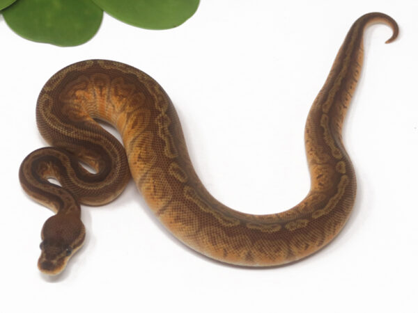 Sunset het Clown (Female)