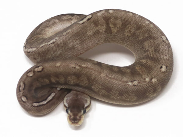 GHI Pewter (Female)