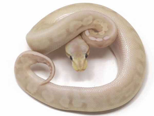 Banana GHI Pewter (Male)