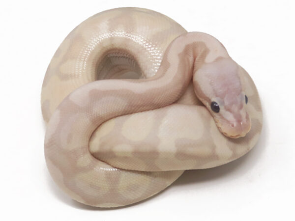 Super Banana Pastel (Male)