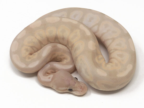 Banana Cinnamon (Female)