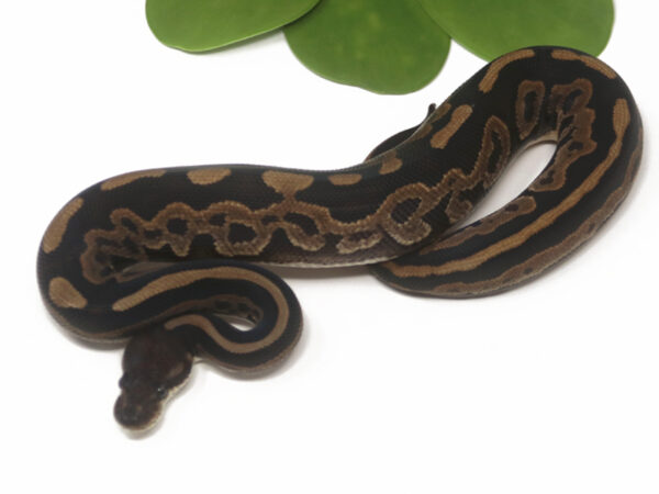 Leopard Cinnamon (Male)