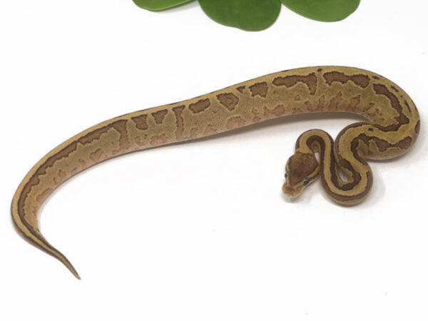 Raven Pin Fire (Female)