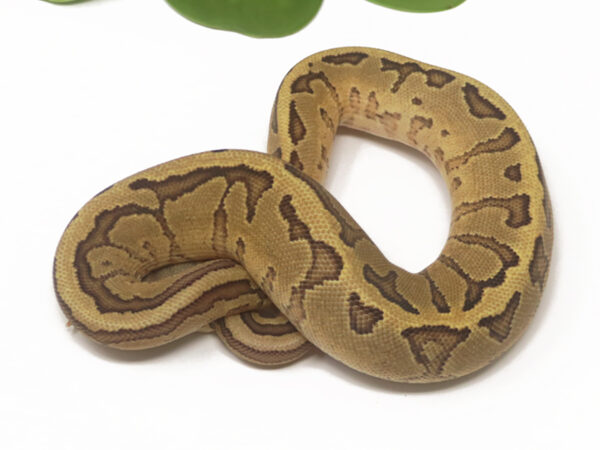 Raven Pin Fire (Male)