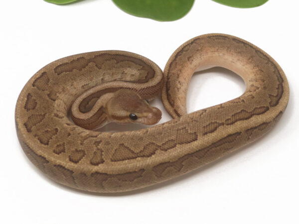 Cinnamon Pin Fire (Male)